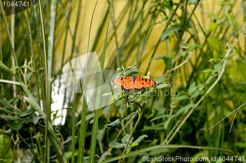 Image of Butterfly