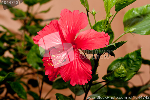 Image of Hibiscus