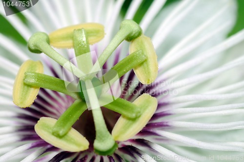 Image of Passion Flower