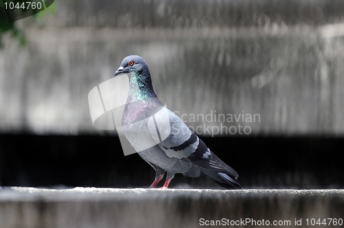 Image of Pigeon