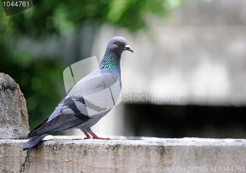 Image of Pigeon