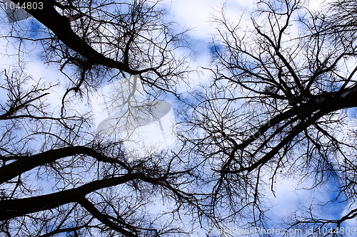 Image of Winter sky in the old forest