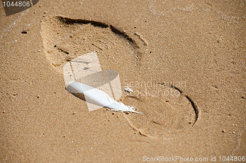 Image of Feather and footprint.