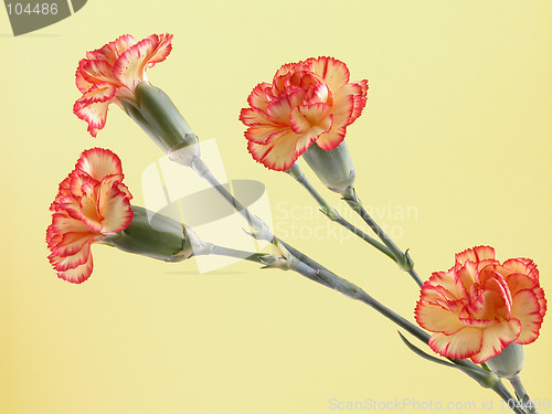 Image of carnations