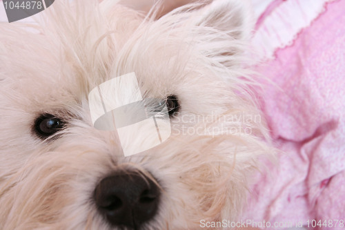 Image of Westie portrait