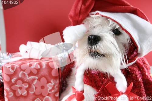 Image of White puppy