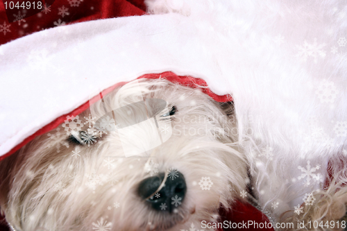 Image of White puppy