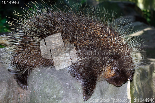 Image of Porcupine
