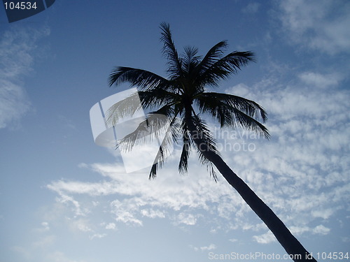 Image of Palm Tree