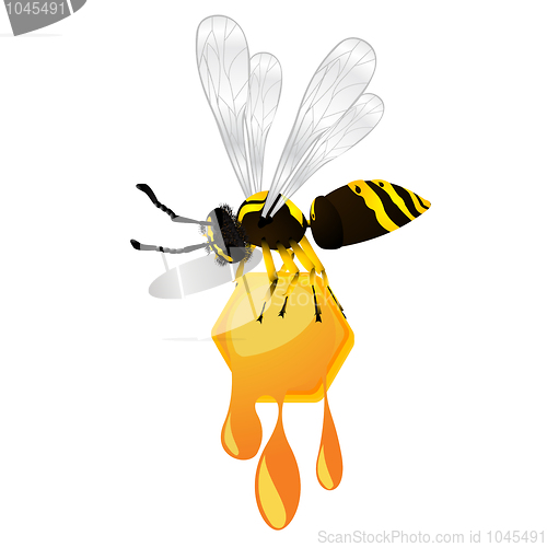 Image of Wasp and honey