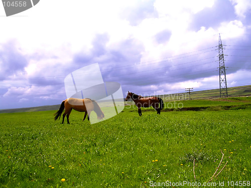 Image of brown horses