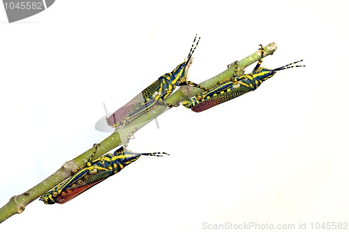 Image of painted Grasshoppers