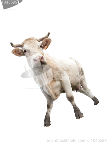 Image of Cow on white