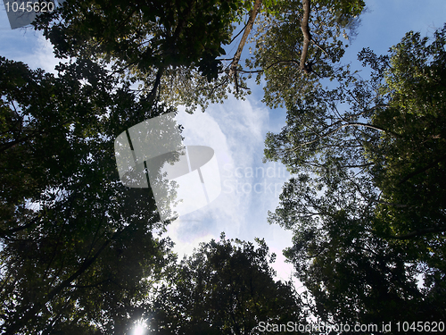 Image of Forest ground view