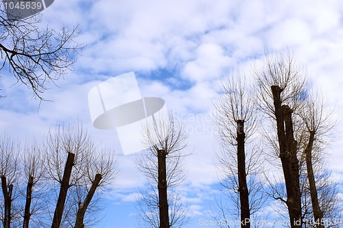 Image of The row of poplar trees with the tops cut off