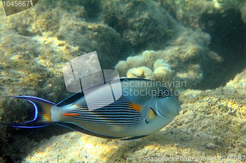 Image of surgeon-fish close-up