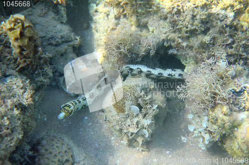 Image of snowflake moray