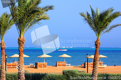 Image of palm trees and tropical beach