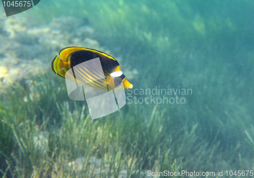 Image of butterfly-fish over grass