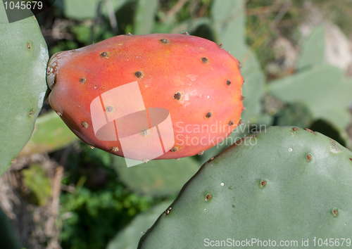 Image of Prickly pear