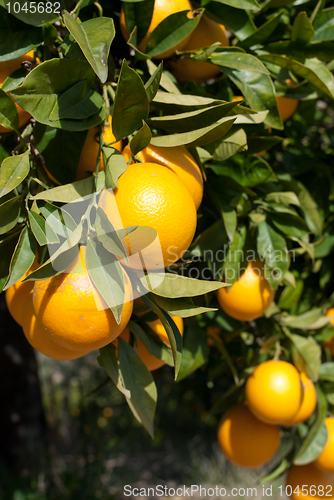 Image of Navel oranges