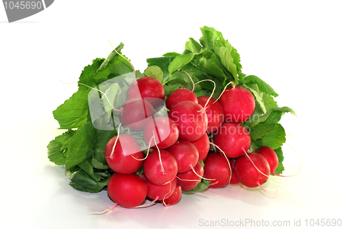 Image of Radish