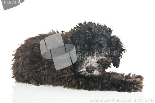 Image of  The small puppy of a poodle 