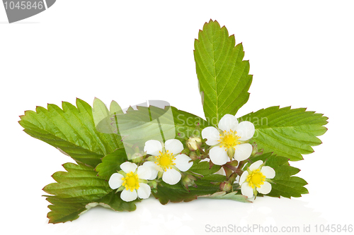 Image of Strawberry Plant in Flower