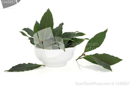 Image of Bay Leaf Herb