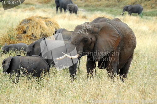 Image of Elephant family