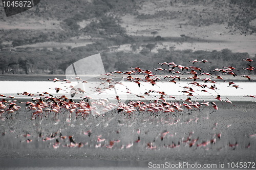 Image of Flying pink flamingos