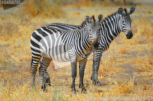Image of Zebra Family