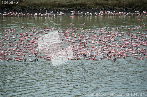 Image of Pink Flamingos
