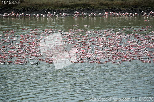 Image of Pink Flamingos