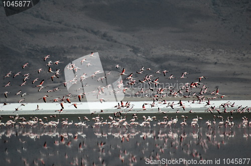 Image of Flying pink flamingos
