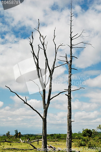 Image of Dead tree in Savannah
