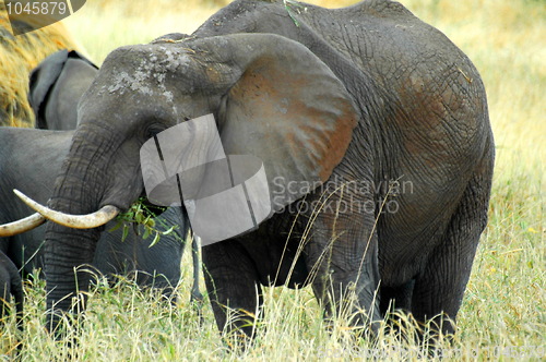 Image of Elephant Mother