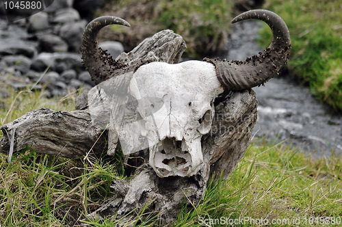 Image of Wildebeest skull