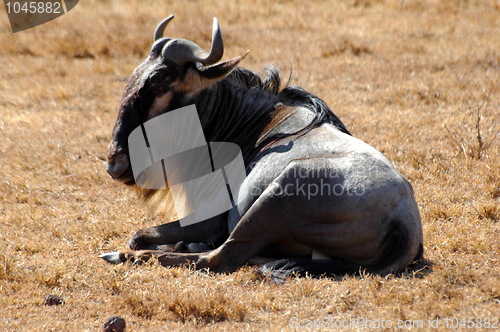 Image of Wildebeest