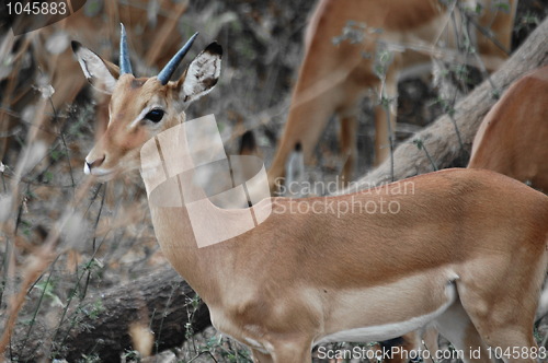 Image of Antelope puppy