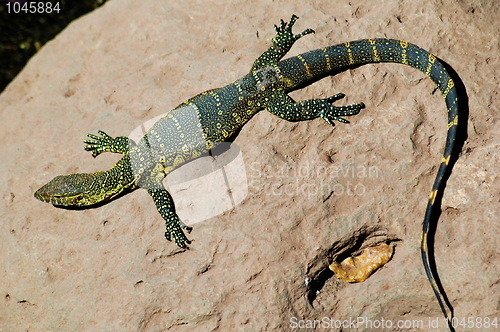 Image of Lizard taking sun