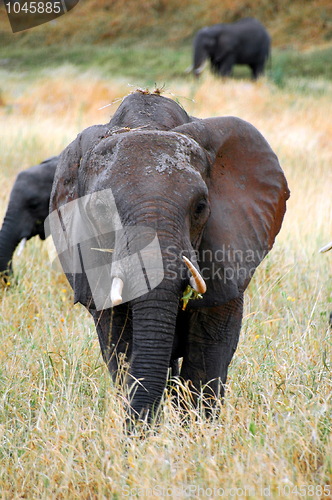 Image of Elephant Front