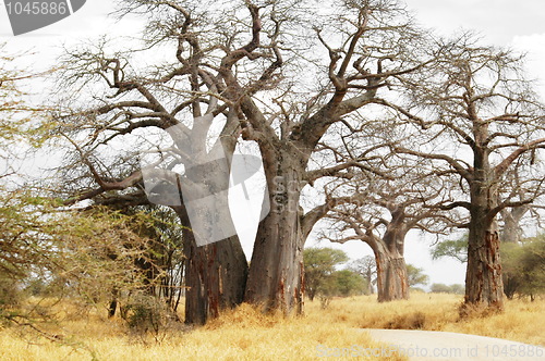 Image of Baobab trees