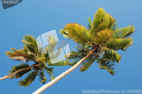 Image of Palm tree