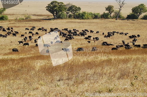 Image of Herd of wildebeest