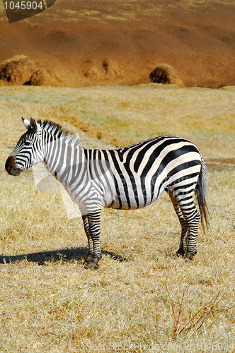Image of Zebra Model