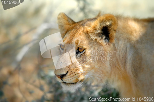Image of Lion is waiting