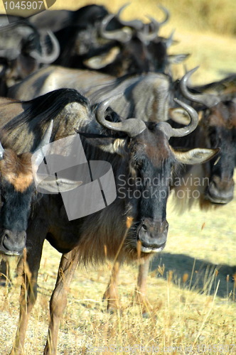 Image of Herd of gnus