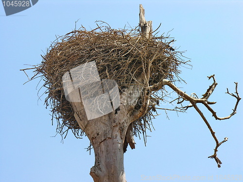 Image of Stork nest