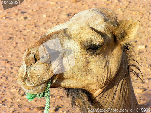 Image of Close up Dromedary